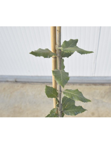 Astone di Quercia ilex Vaso 15cm - Alberi da Giardino|Mondo Piante