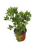Pianta di Limone - Vaso 18 cm