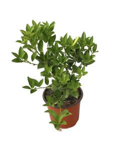 Pianta di Limone Vaso 18 cm | Mondo Piante