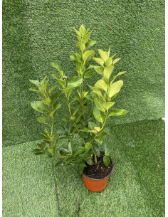 Pianta di Limone Vaso 18 cm | Mondo Piante 2