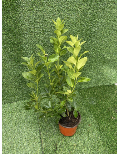 Pianta di Limone- Vendita Alberi di Agrumi OnLine|Vivaio Mondo Piante