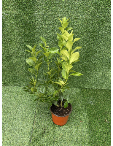 Sale Lemon Tree - Citrus Trees OnLine| Mondo Piante