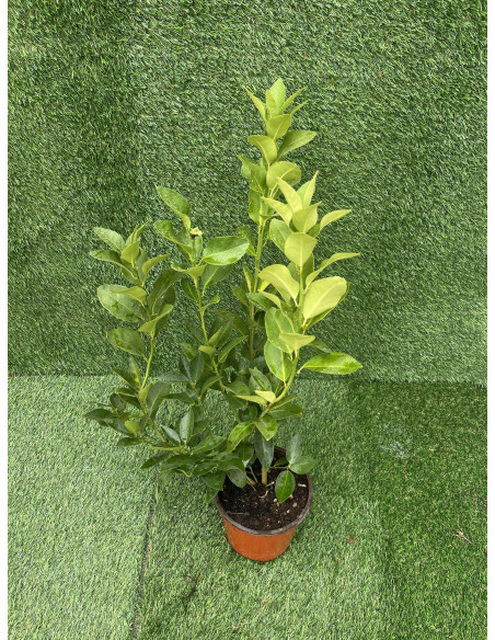 Pianta di Limone- Vendita Alberi di Agrumi OnLine|Vivaio Mondo Piante