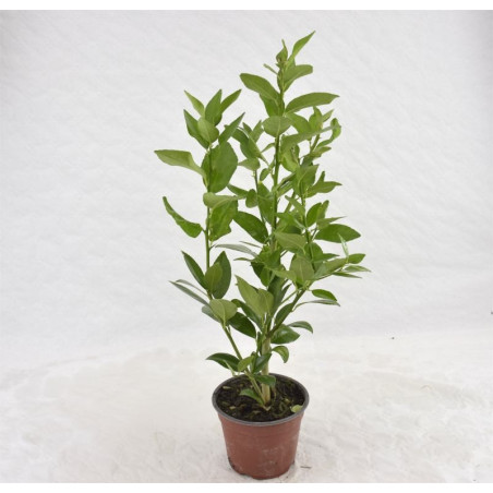 Pianta di Limone Vaso 14-Vendita Alberi di Agrumi OnLine | MondoPiante