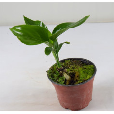 Vendita Strelitzia | Pianta Uccello del Paradiso | MondoPiante