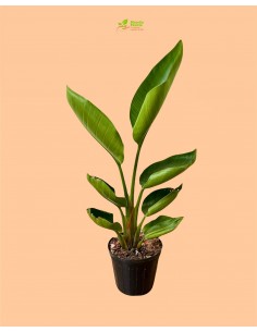 copy of Pianta Westringia... 2