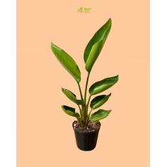 Pianta Strelitzia Reginae Vaso 14cm | Fiori Esotici | Mondo Piante