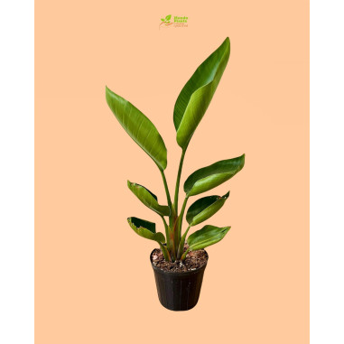 Pianta Strelitzia Reginae Vaso 14cm | Fiori Esotici | Mondo Piante