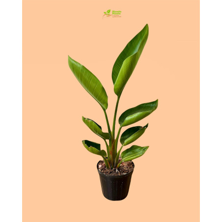 Pianta Strelitzia Reginae Vaso 14cm | Fiori Esotici | Mondo Piante