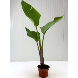 Pianta Strelizia Augusta in...