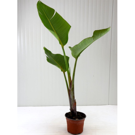 Pianta Strelitzia Augusta Vaso 14 cm | Mondo Piante
