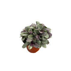 Pianta Ajuga Repens Vaso 18 cm: Vendita Online | Mondo Piante