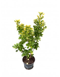 copy of Euonymus Esmerald...