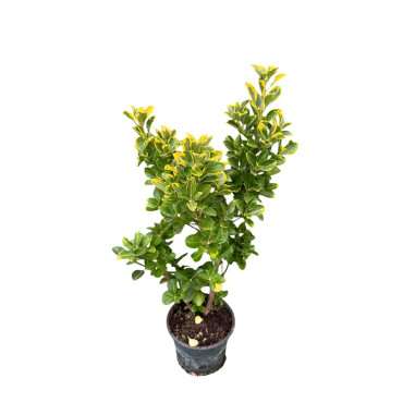Pianta Euonymus Emerald gold Vaso 18cm- Piante Da Siepe|Mondo Piante