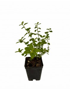 copy of Ceanothus Repens Plant