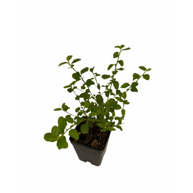 5 Piante Ceanothus Repens  Vaso 7cm -Piante Da Cespuglio| Mondo Piante