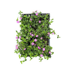 Kit 5 Piante Lantana Sellowiana Vaso 7 cm: Vendita | Mondo Piante 2
