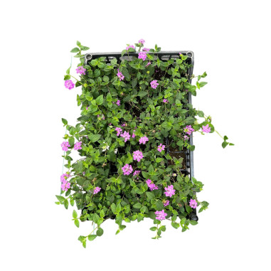 5 Piante di Lantana Sellowiana Vaso 7cm - Vendita Piante|Mondo Piante