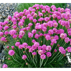 Kit 5 Piante di Armeria Vaso 7 cm | Mondo Piante 2
