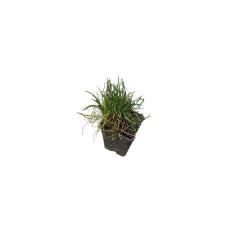 Kit 5 Piante di Armeria Vaso 7 cm | Mondo Piante