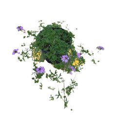 Kit 5 Piante Verbena Tapien Vaso 7 cm: Vendita | Mondo Piante