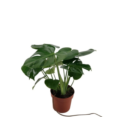 Vendita Pianta Monstera deliciosa Vaso 12-Piante Verdi|Mondo Piante