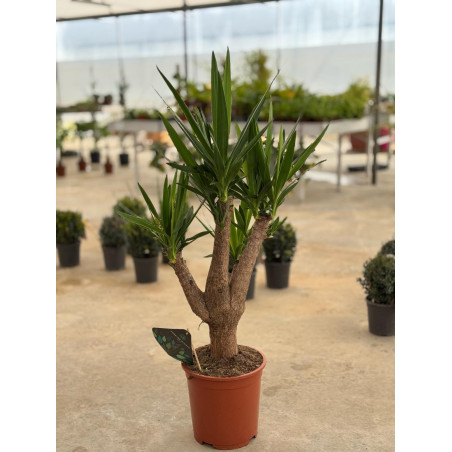 Pianta Yucca - Vendita Piante Da Cespuglio Online |Mondo Piante