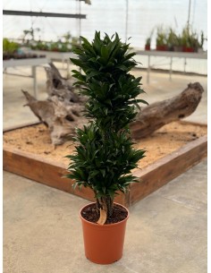 Plant Dracaena fr. Compacta