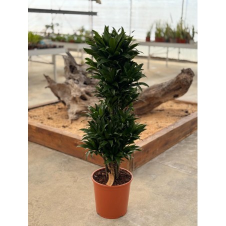 Vendita Pianta Dracaena-Piante Verdi|Mondo Piante