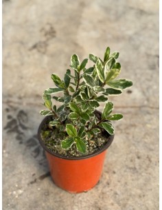 copy of Hebe Plant