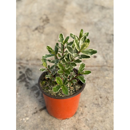 Pianta di Hebe in Vaso 18cm - Piante Da Cespuglio Online|Mondo Piante