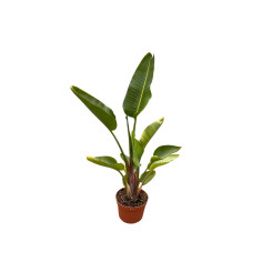 Pianta Strelizia Augusta Vaso 22 cm- Vendita Piante | Mondo Piante