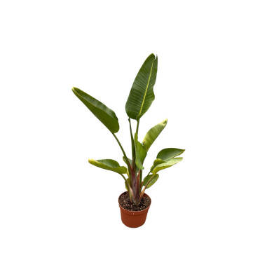 Pianta Strelizia Augusta Vaso 22 cm- Vendita Piante | Mondo Piante