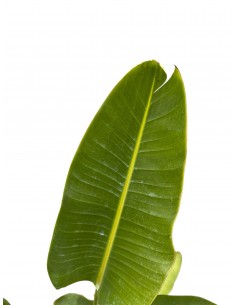 copy of Pianta Westringia... 2