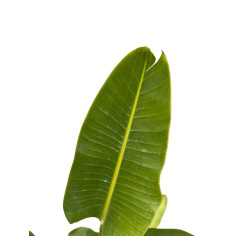 Pianta Strelizia Augusta Vaso 22 cm- Vendita Piante | Mondo Piante 2