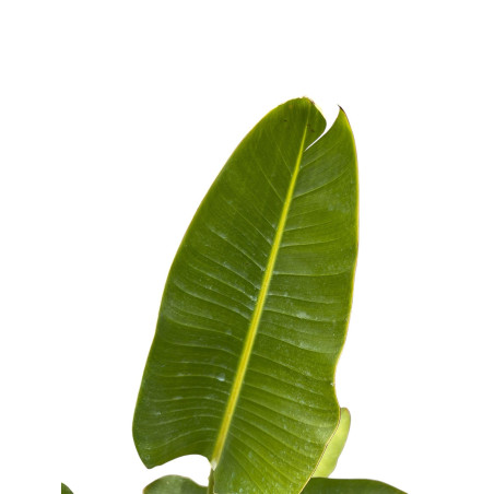 Pianta Strelizia Augusta Vaso 22 cm- Vendita Piante | Mondo Piante