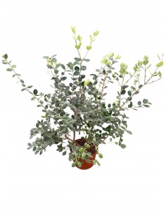 copy of Red Metrosideros Plant 2