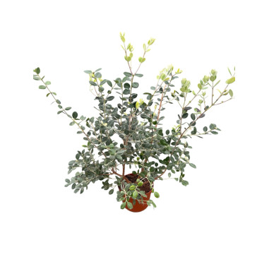 Metrosideros Plant for Sale - Bush Plants Online | Mondo Piante