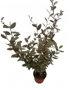 copy of Elagnus Ebbingei plant 2