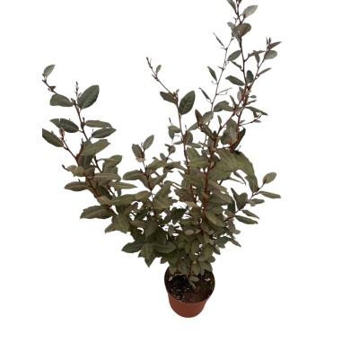 Pianta Elagnus ebbingei in Vaso 24cm - Piante Da Siepe|Mondo Piante