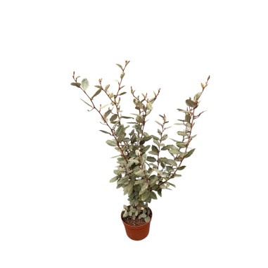 Sell ​​Elagnus Plant-Hedge Plants Online |Mondo Piante