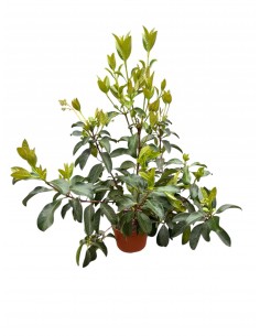 copy of Glossy Viburnum Plant 2