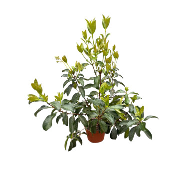 Pianta Viburno Lucido in Vaso 24cm-Piante Da Siepe|Mondo Piante