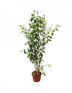 Pianta Ligustro 'Japonicum'... 2