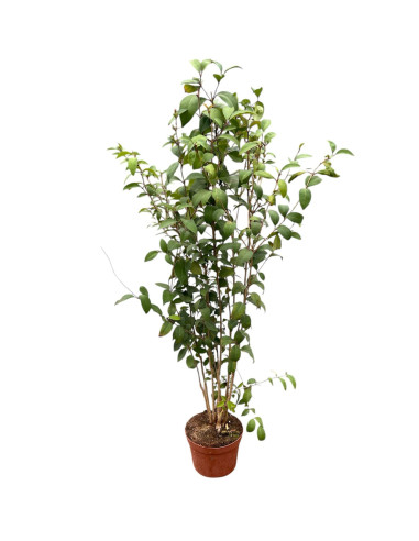 Pianta Ligustro 'Japonicum' in Vaso 24cm-Piante Da Siepe|Mondo Piante