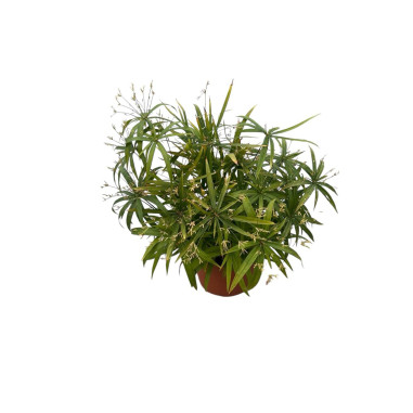 Pianta di Papiro in Vaso 24cm- Piante Da Cespuglio Online|Mondo Piante