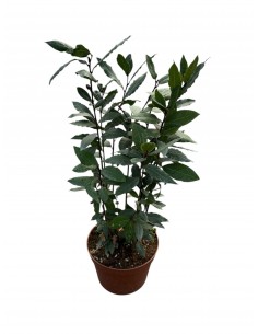 copy of Laurel plant
