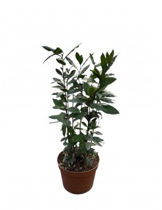 copy of Laurel plant 2