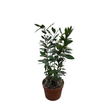 Pianta di Alloro in Vaso 24cm  - Piante Da Siepe|Mondo Piante