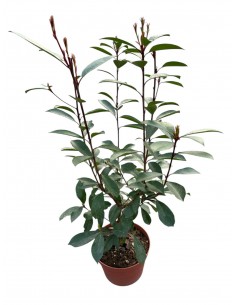 copy of Photinia plant